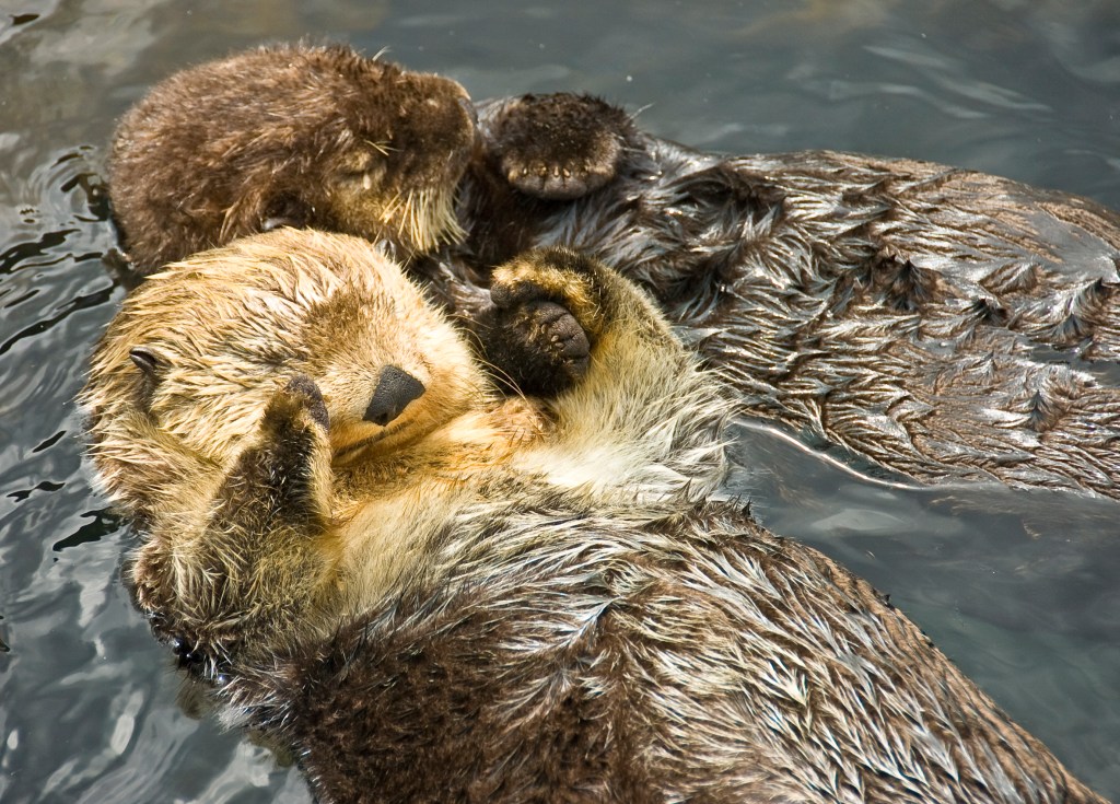 Otter halten sich beim Schlafen fest