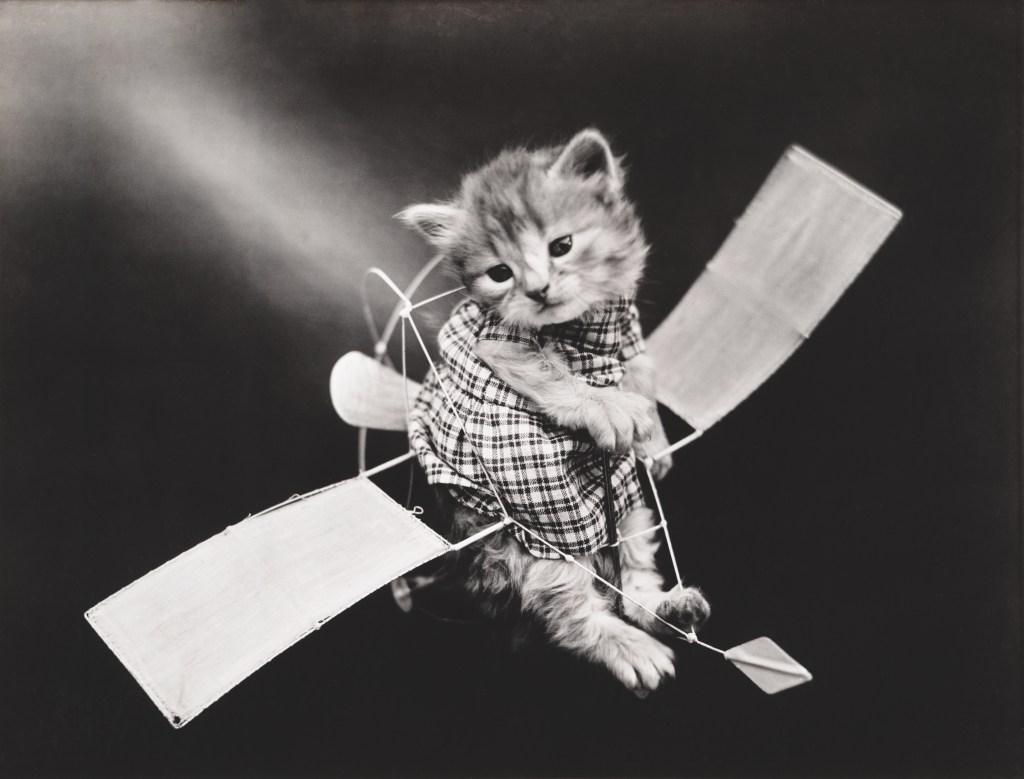 Kitty-Pilot fliegt ein Flugzeug (von Harry Whittier Frees, Amerikaner, 1879 - 1953), aus einer Serie gekleideter Kätzchen in verschiedenen menschlichen Situationen, um 1914. 