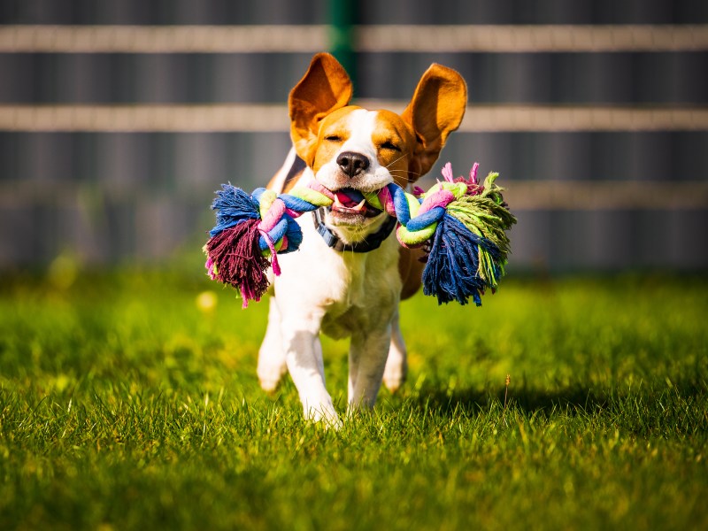 Hund flitzt mit Spielzeug durch Garten