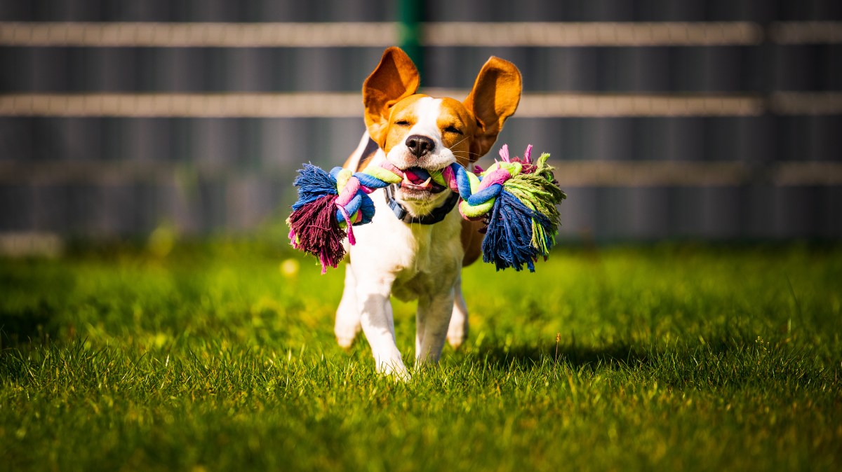 Hund flitzt mit Spielzeug durch Garten