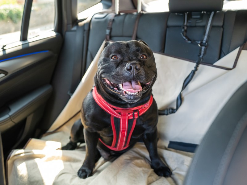 Hund sitzt im Auto auf der Rückbank.