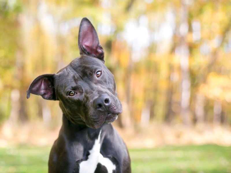 Hund neigt Kopf zur Seite und steht auf einer Wiese.