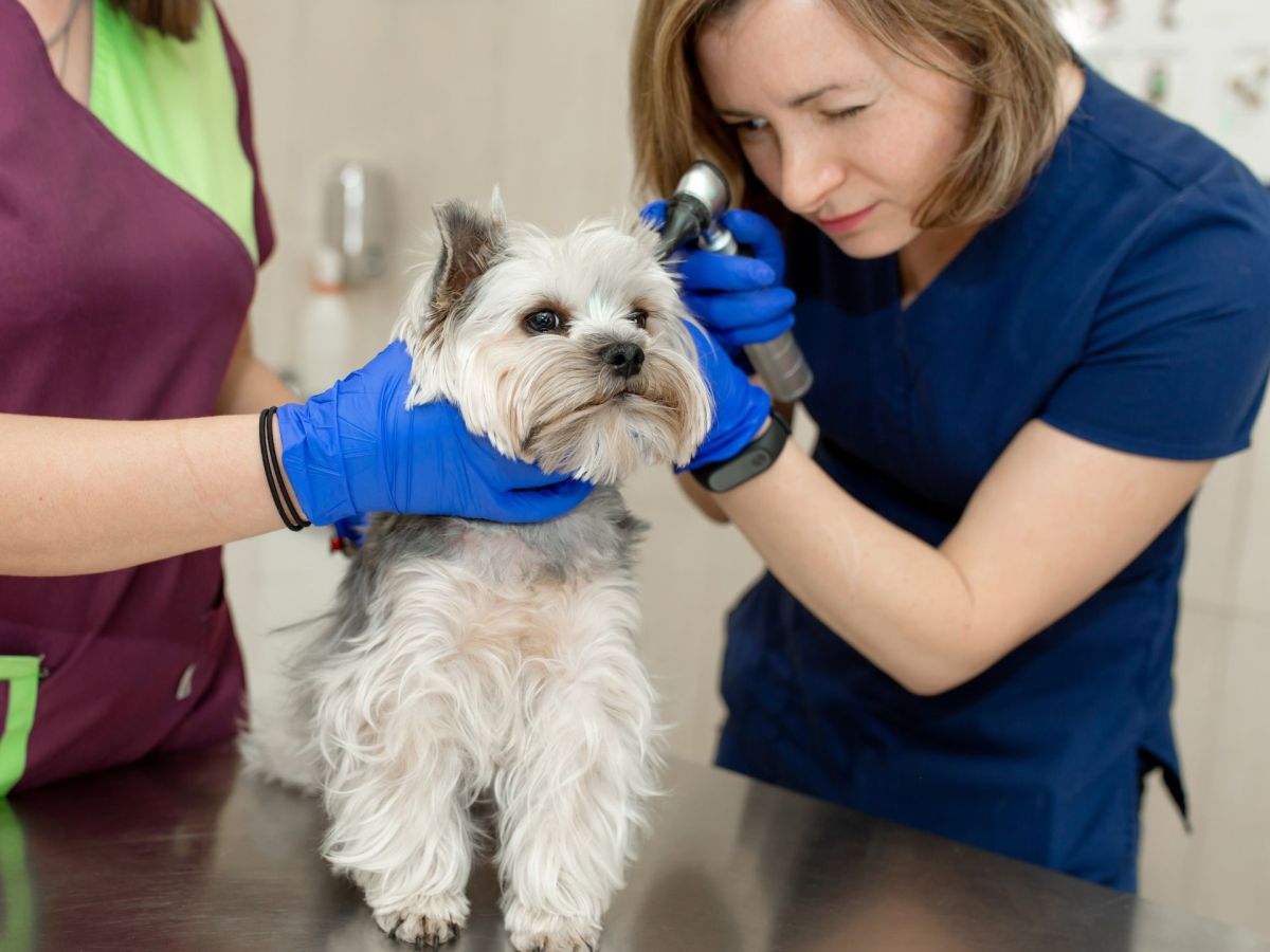 Hund taub? So kommunizierst du mit dem Haustier