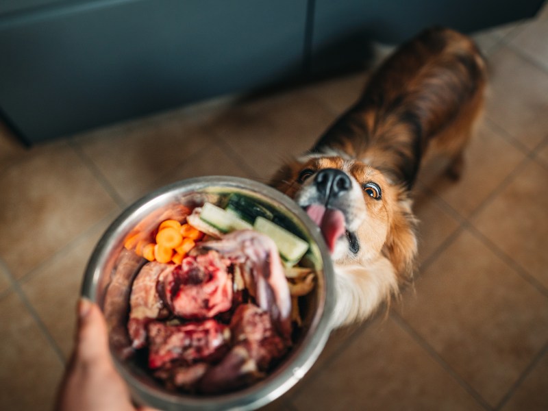 Hund mit Hundefutter-Alternativen wie Gemüse im Napf