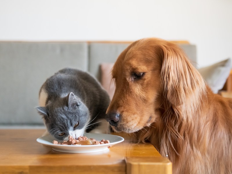 Katze frisst Hundefutter und Hund guckt zu.