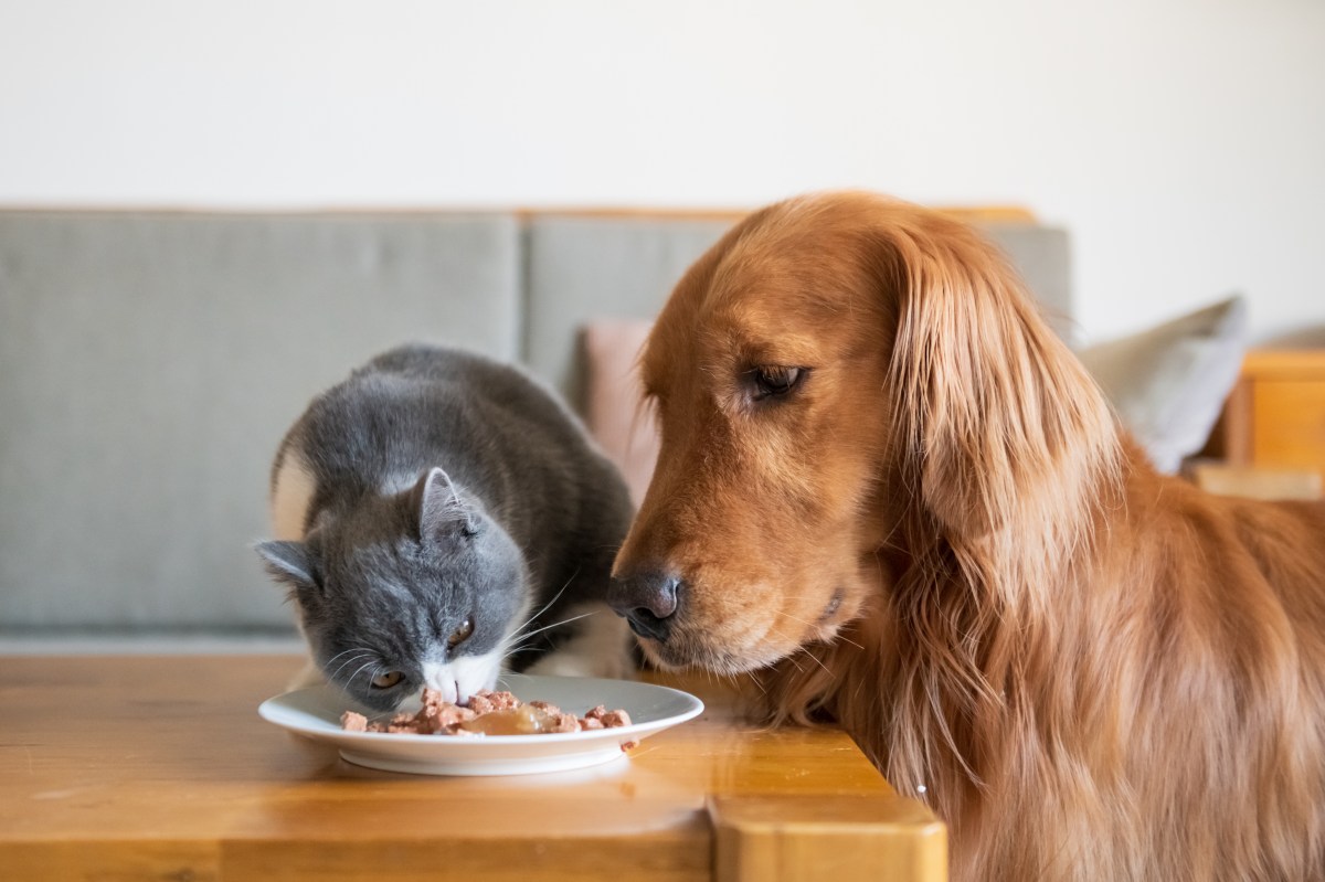 Katze frisst Hundefutter und Hund guckt zu.