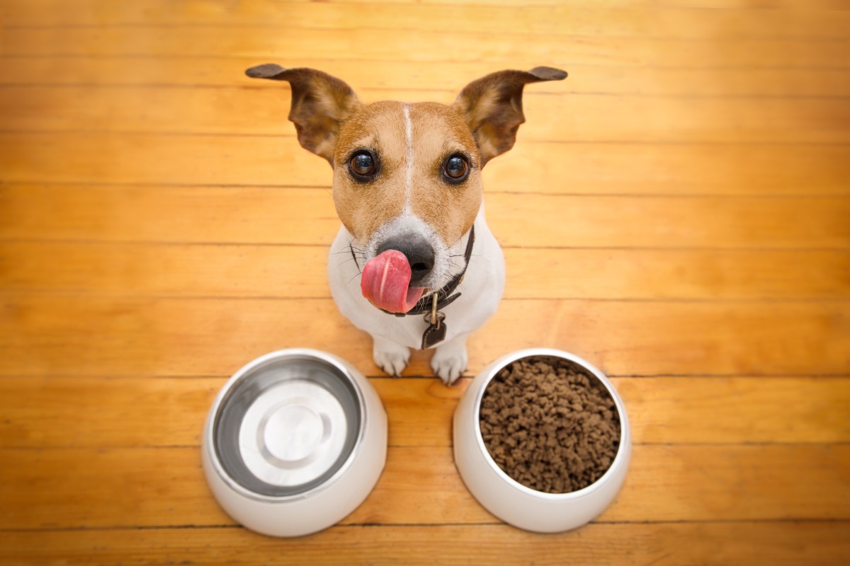 Hund sitzt vor Hundenapf und Wasser