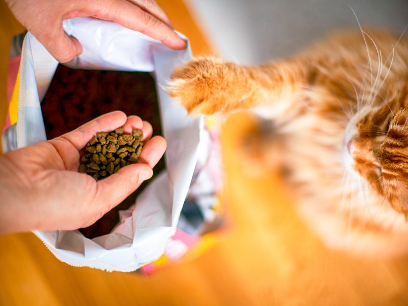 Katzenfutter entsorgen Mülleimer Toilette