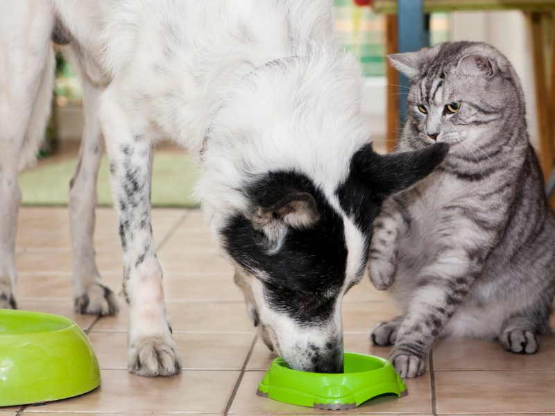 Hund frisst Katzenfutter