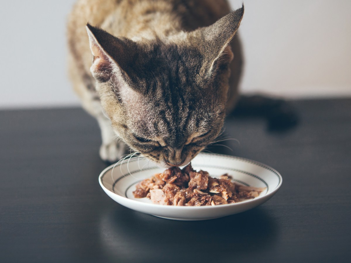 Wie lange kann ich Katzenfutter draußen stehen lassen?