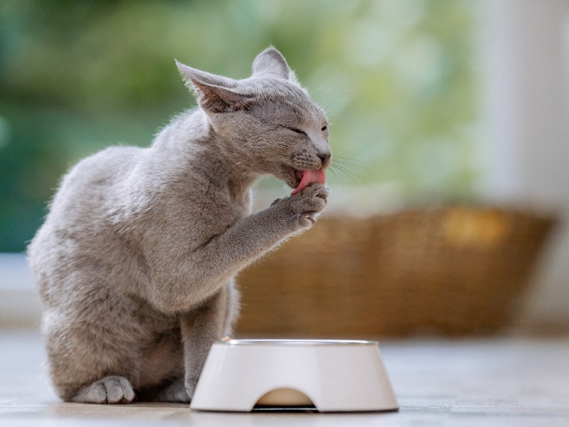 Katze reinigt sich vor ihren Katzennapf