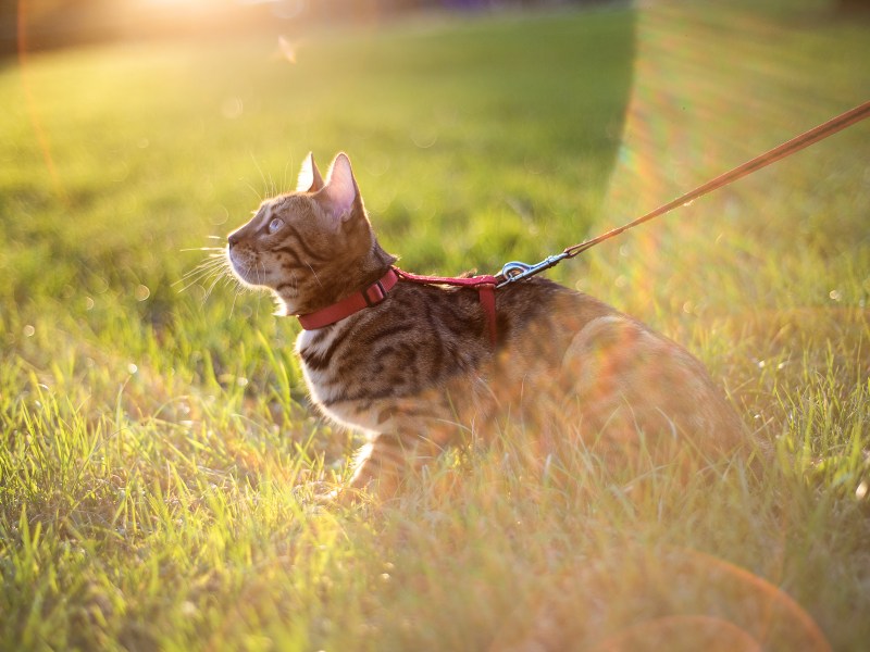 Katze geht mit einer Leine Gassi.