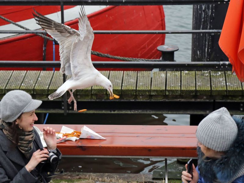 Möwe schnappt sich Pommes.