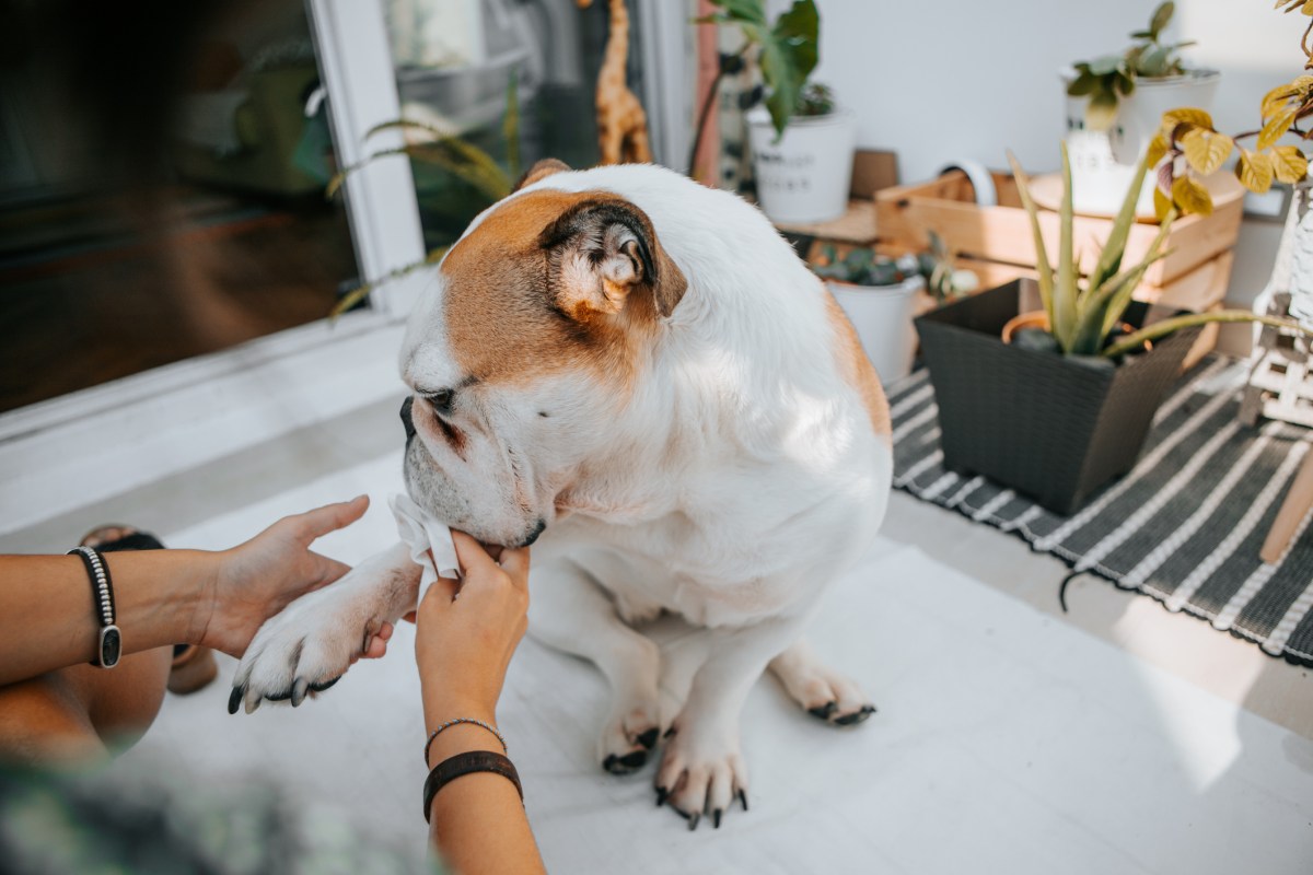 Frau putzt einem Hund die Pfoten