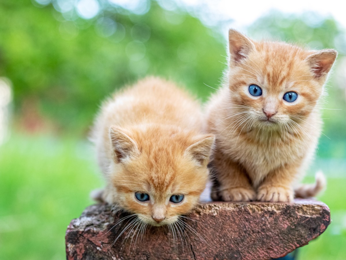 Rote Katzen sind immer Kater? Die Wahrheit hinter dem Mythos