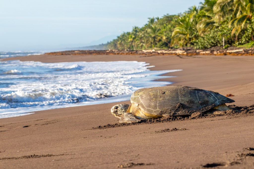 Schildkröte in Costa Rica