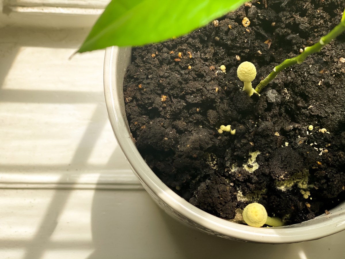 Schimmel auf der Blumenerde? So kannst du dagegen angehen