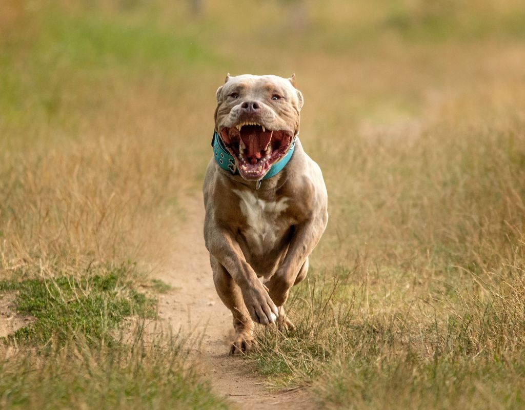 American XL Bully rennt über eine Wiese