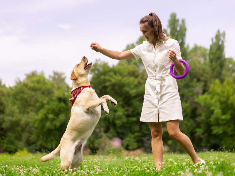 Hundetrainerin mit Hund auf einer Wiese