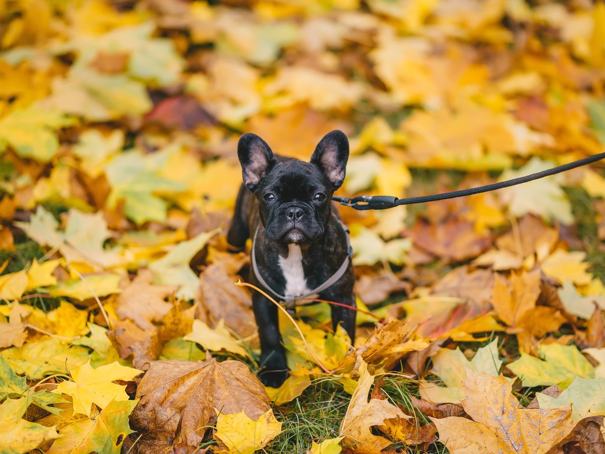 Hund: 5 Gefahren, die auf dem Herbstspaziergang mit dem Hund lauern