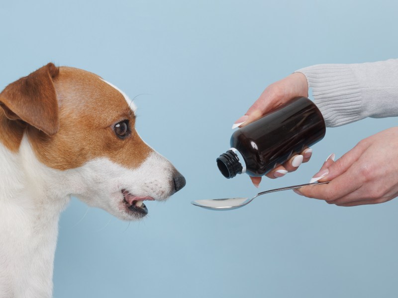 Hund ist erkältet und bekommt von Frau Hausmittel