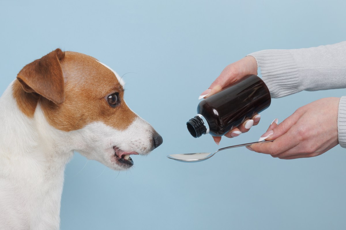 Hund ist erkältet und bekommt von Frau Hausmittel