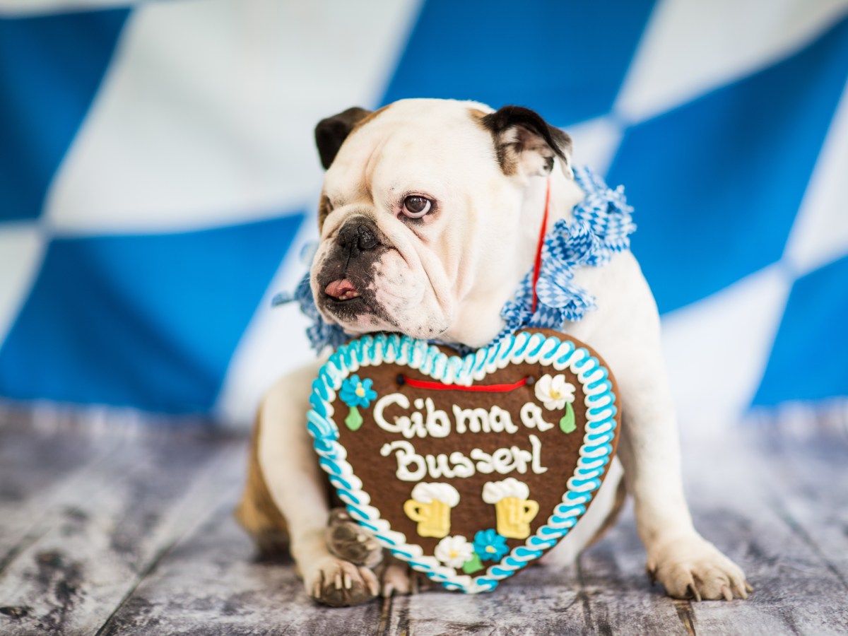 O Zapft is: Dürfen Hunde mit zum Oktoberfest?