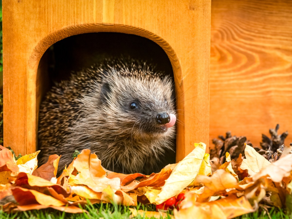 Igel im Igelhaus