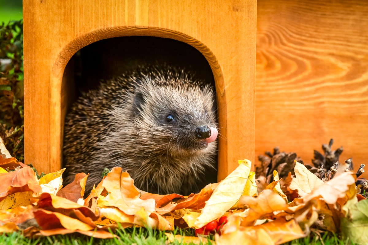 Igel im Igelhaus