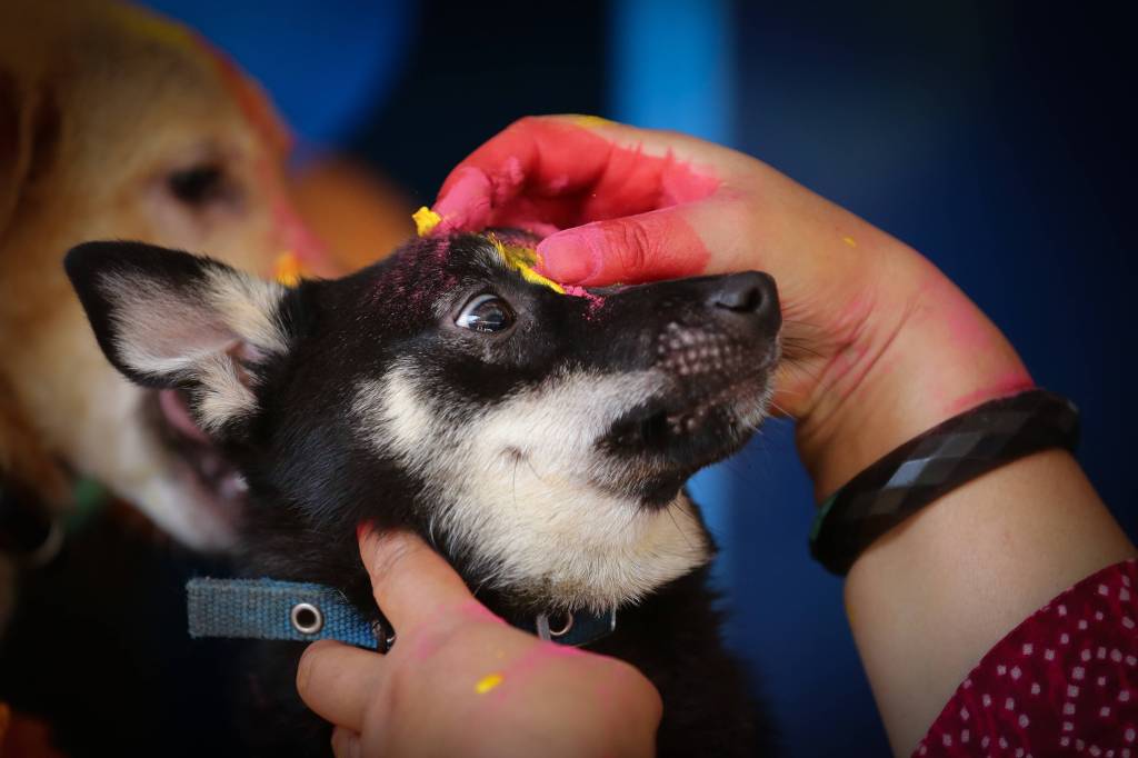 Kukur Tihar (Tag 2): Der Hund wird verehrt und geehrt, indem man ihm Blumenkränze um den Hals legt und ihn mit roter Farbe bemalt