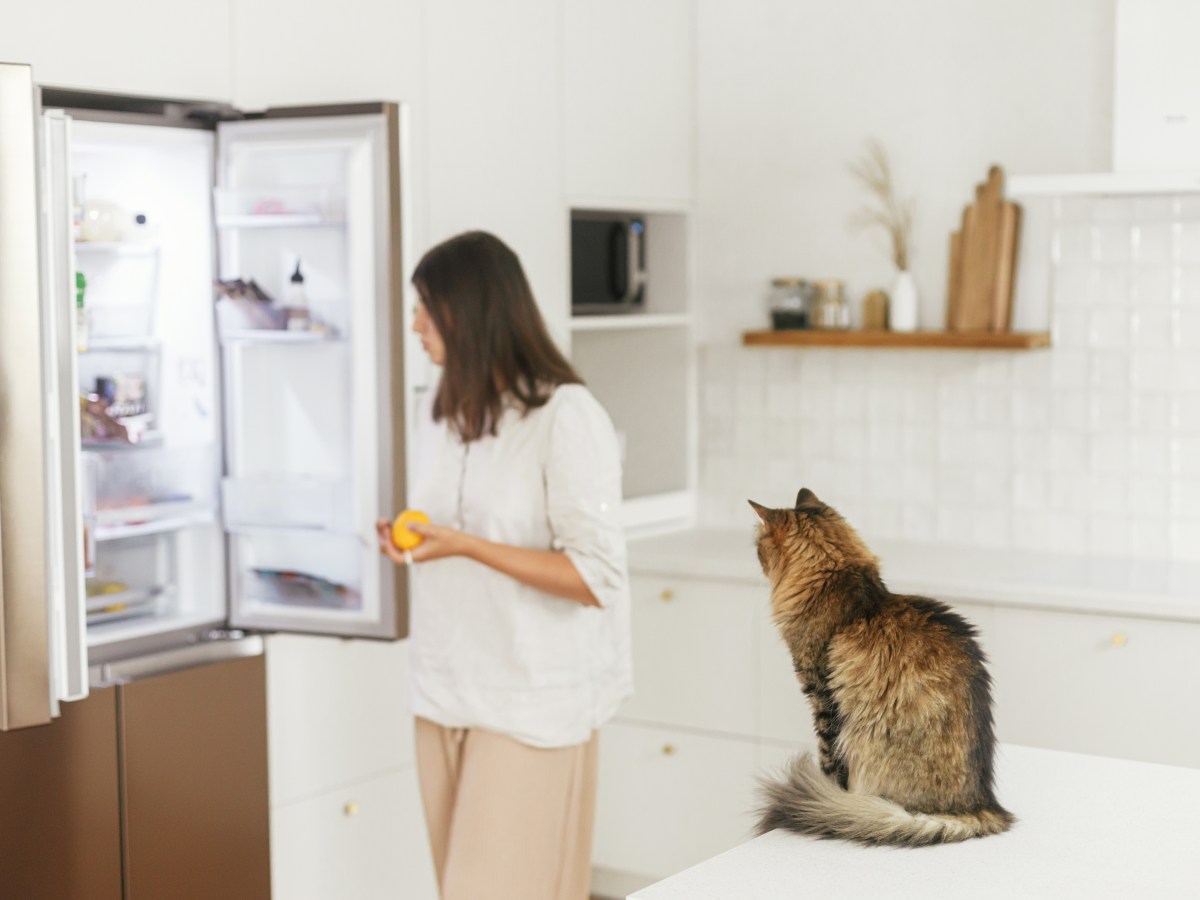 Darf Katzenfutter in den Kühlschrank?