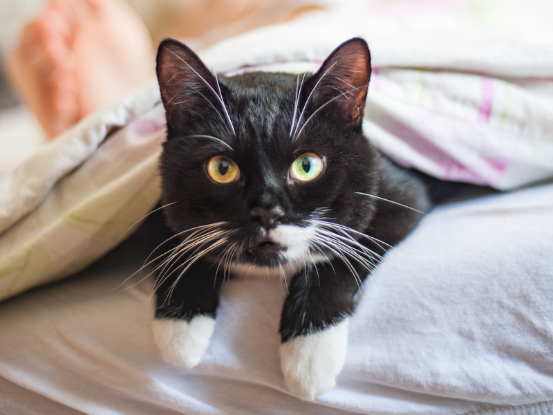 Katze schläft am Fußende unter der Decke