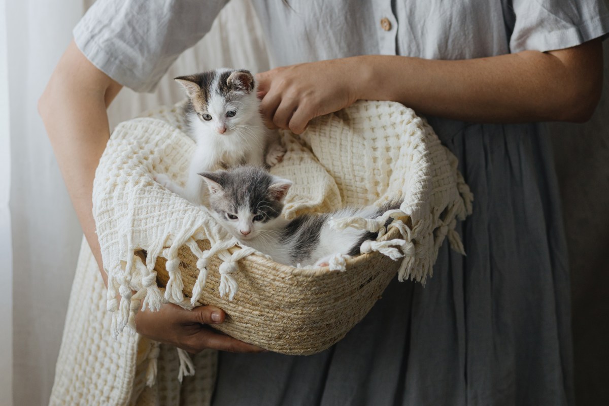 Katzenbett reinigen wie oft Frau mit Kitten