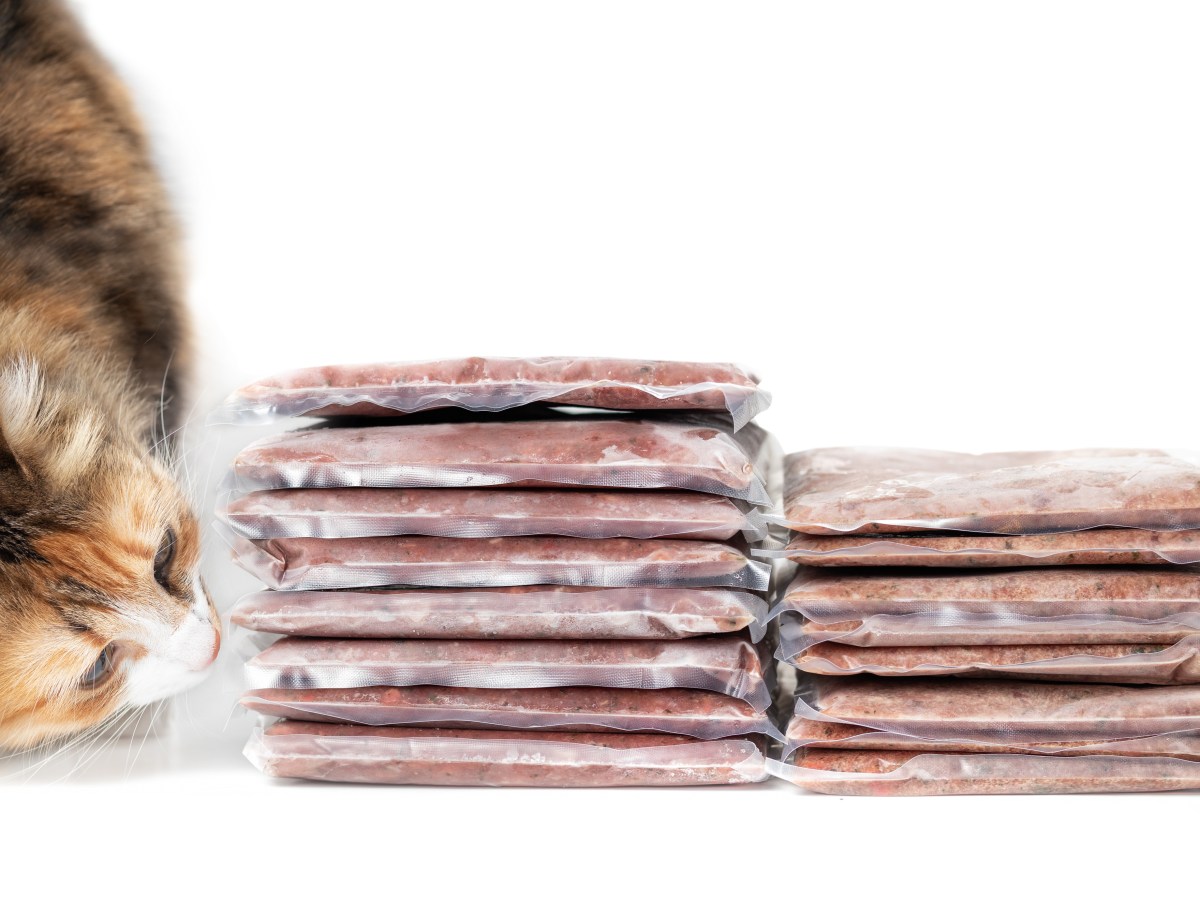 Zu viel gekauft: Kann man Katzenfutter einfrieren?
