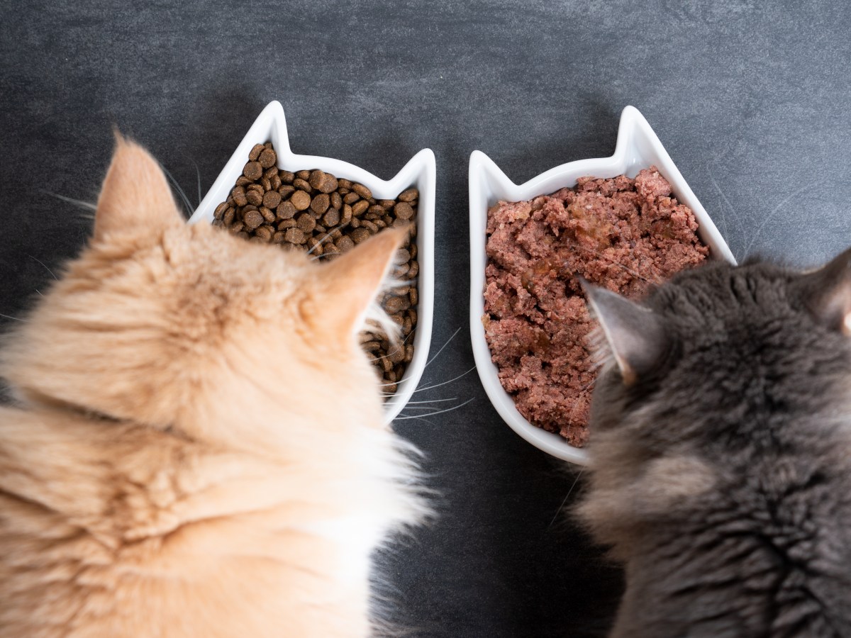 Testsieger: Dieses Katzenfutter ist laut Öko-Test „sehr gut“