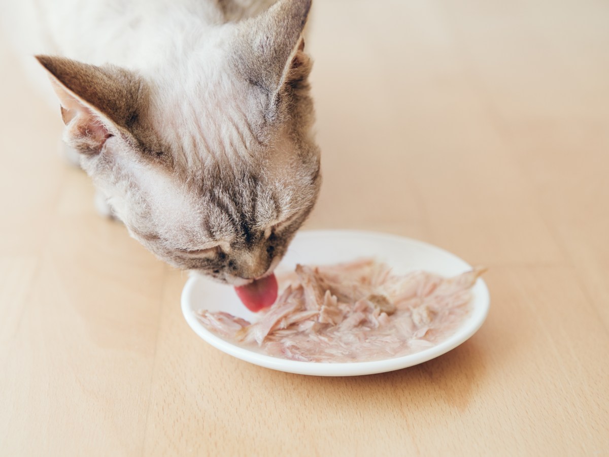 Köstliche Katzensuppe aus 3 Zutaten – perfekt für kalte Herbsttage