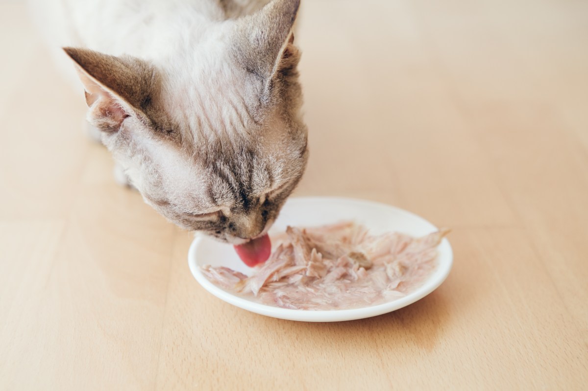 Katze frisst Katzensuppe von einem Teller