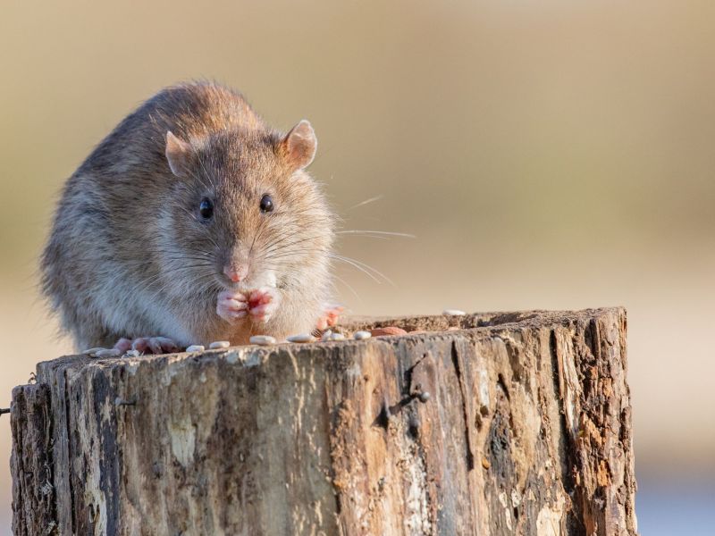 Sprichwörter: Wenn die Ratten das Schiff verlassen