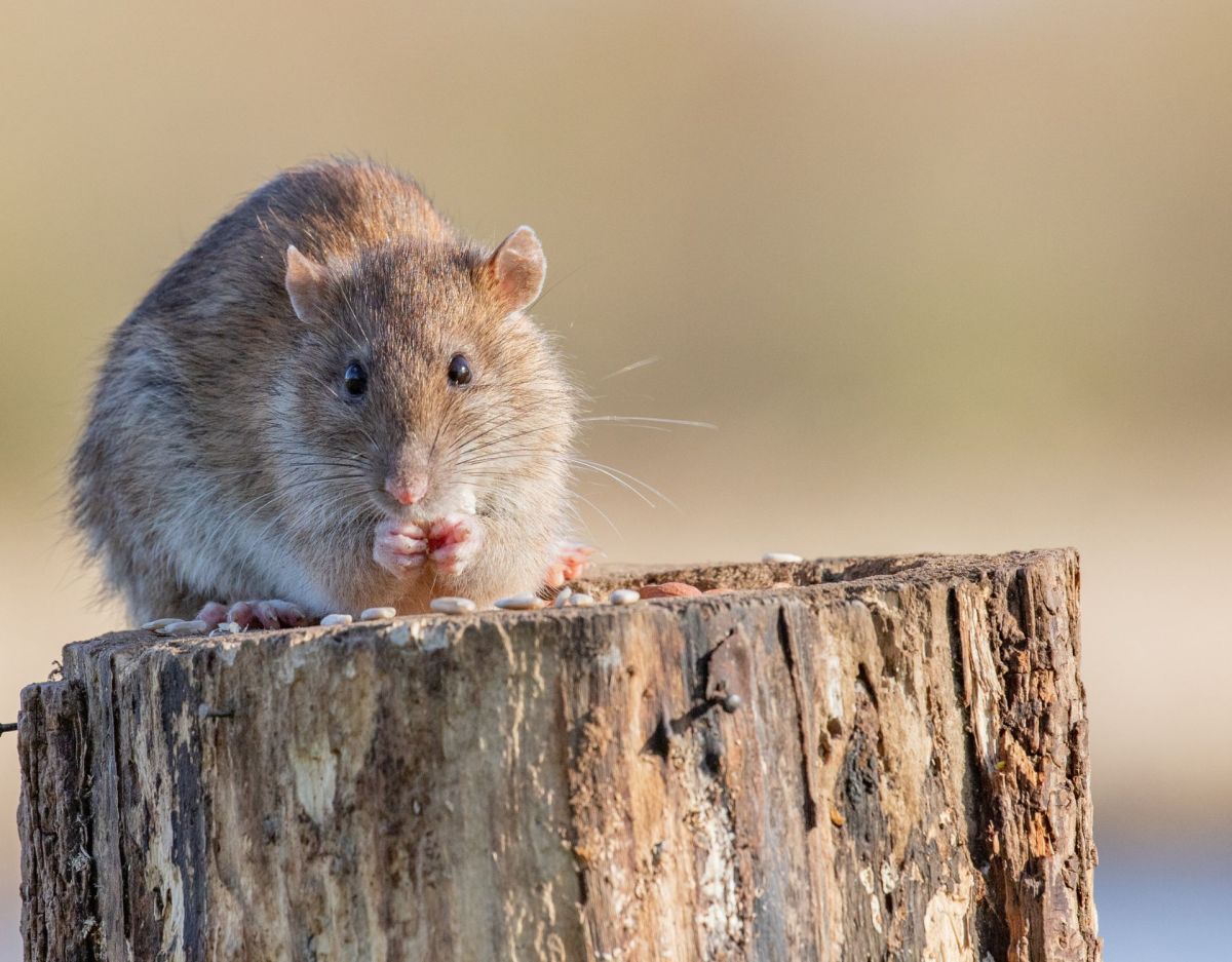 Sprichwörter: Wenn die Ratten das Schiff verlassen