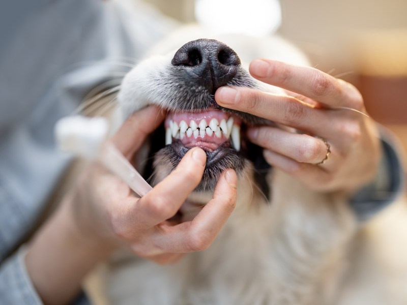 Frau putzt Zähne vom Hund