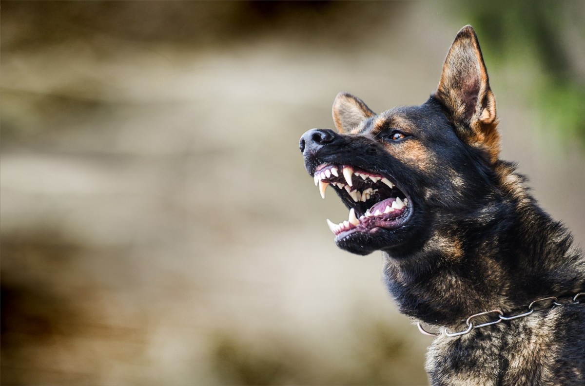 Wachhunde welche Rasse eignet sich Schäferhund