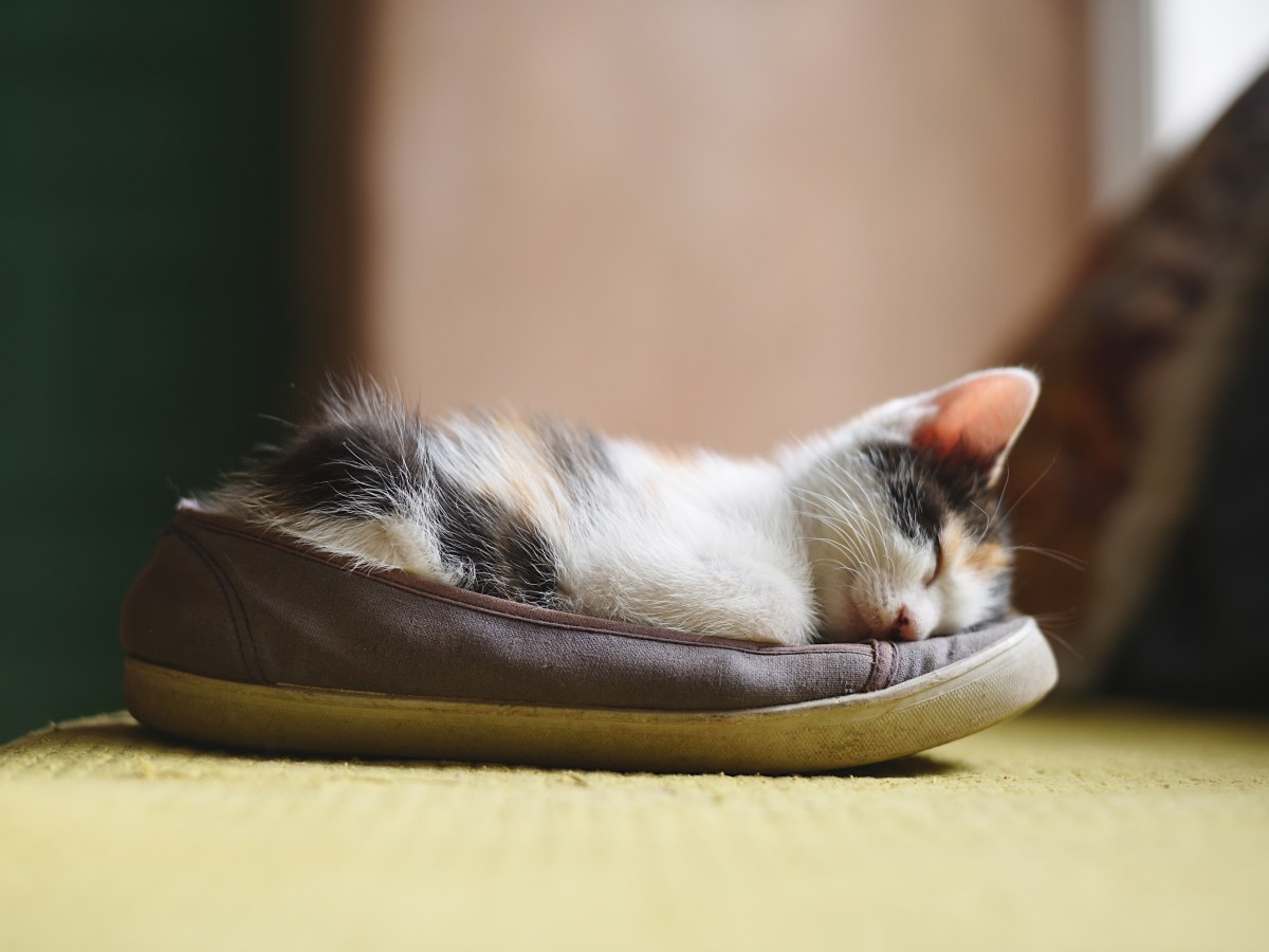 Persönlichkeitstest mit Fotorätsel - Katze oder Schuh: Was siehst du zuerst?