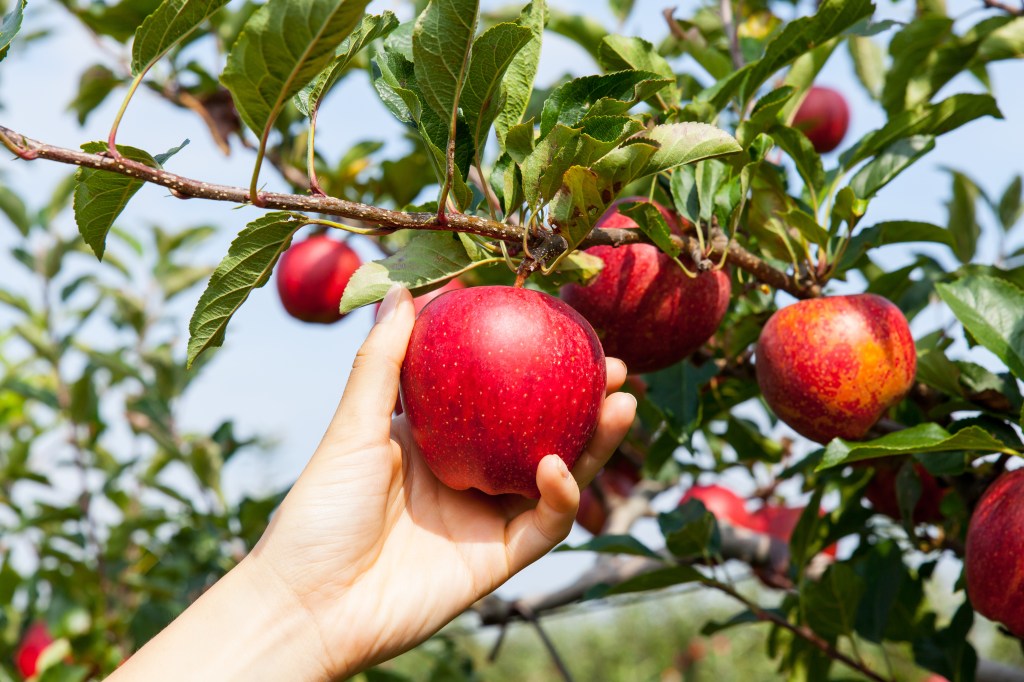 Apfel pflücken