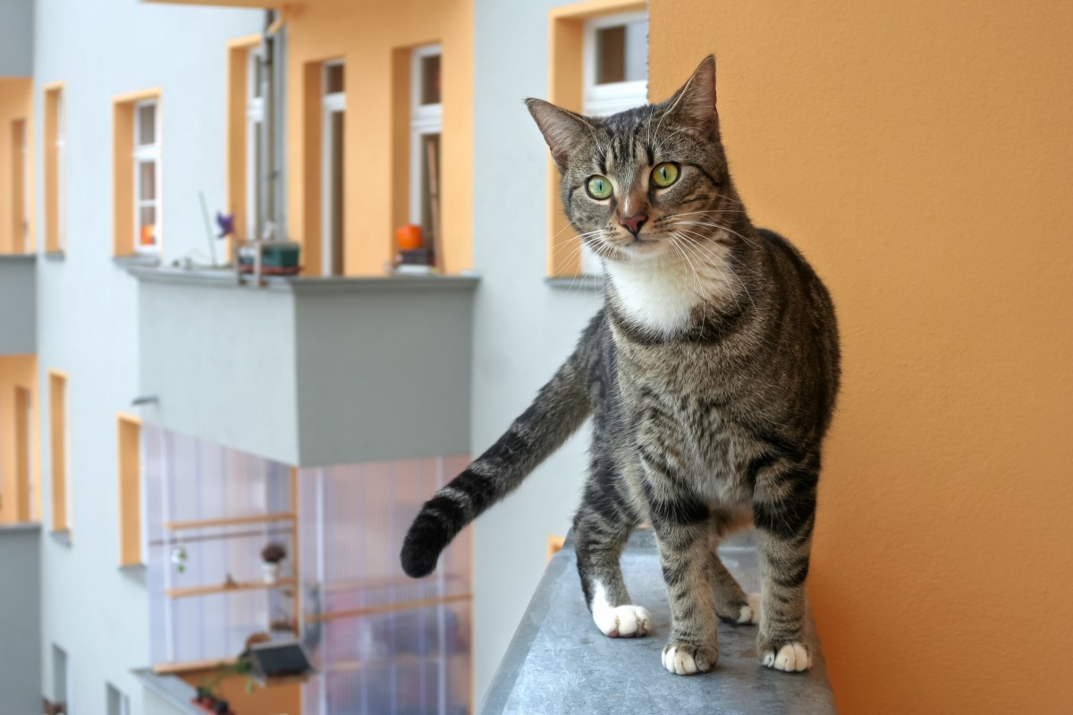 Vermieter Katzen verbieten in Mietwohnung auf dem Balkon