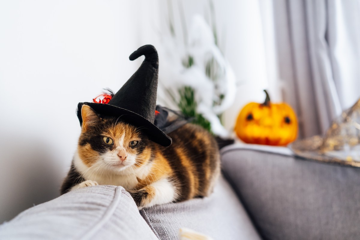 Halloween Katze liegt auf dem Sofa mit Hexenhut