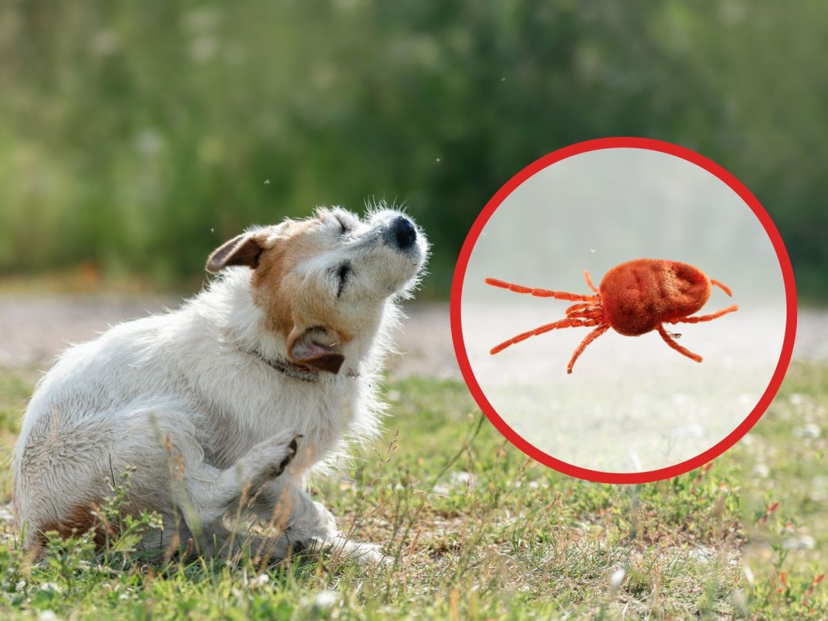 Parasiten im Herbst: So unangenehm ist die Herbstgrasmilbe für deinen Hund