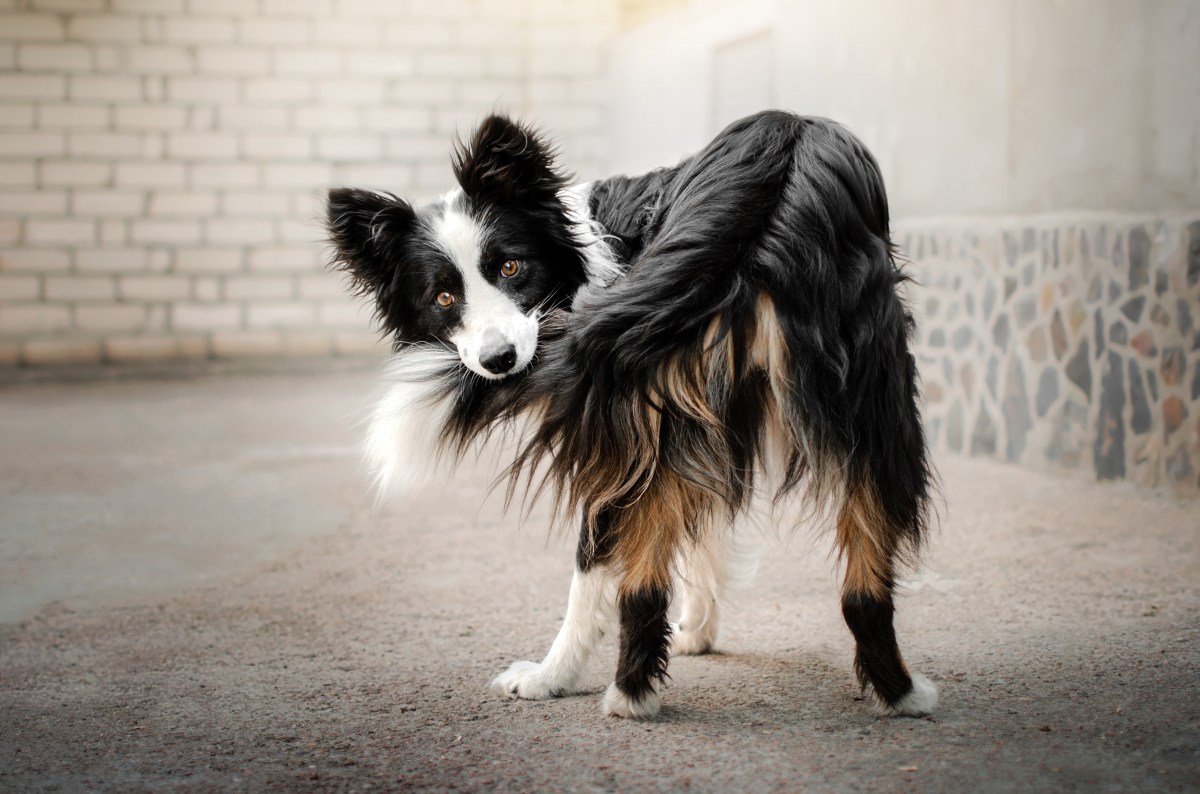 Hund jagt seinen Schwanz und beißt hinein