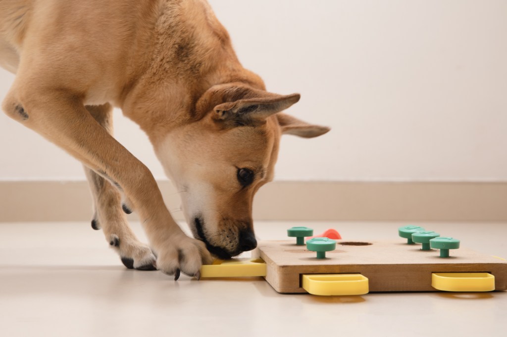 Hund mit Spielzeug