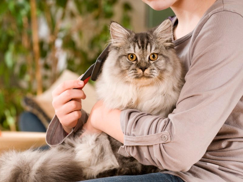 Frau bürstet Katze auf dem Arm