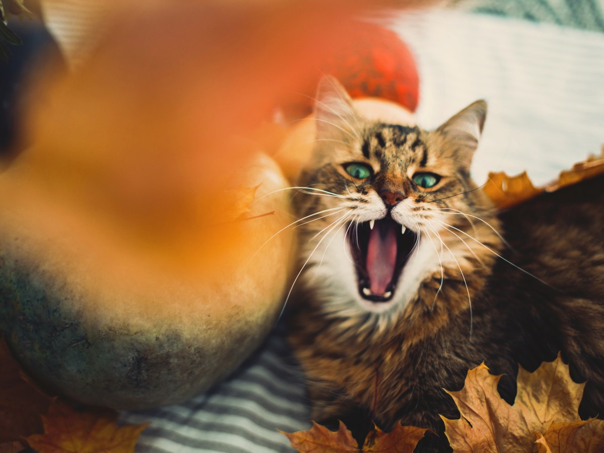 Katzen schlafen im Herbst mehr und sind müde